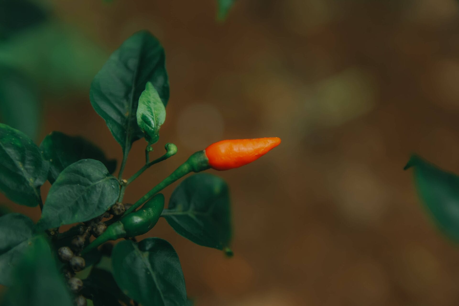 How to grow hot peppers